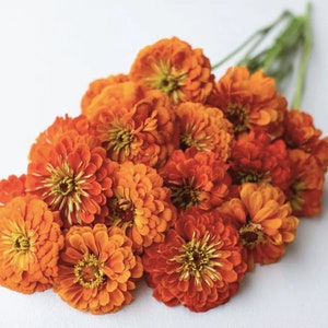 30+ Giant Orange Zinnia Seed / Giant Dahlia Orange Zinnia Flower Seed/  Zinnia elegans / Summer Flower/ (89) F