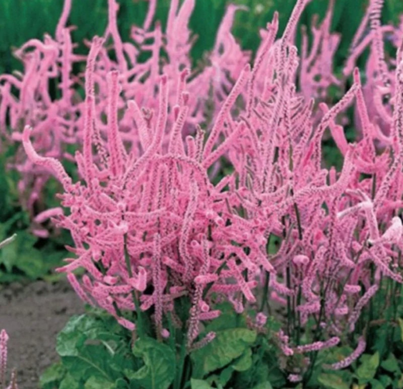 カラフルスター パスリウム ハートピンク カラフルスター パスリウム