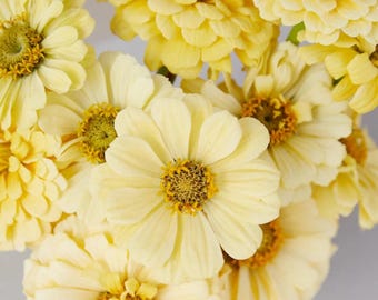 Cremegelbe Zinnie 'Isabellina' Blumensamen, Schnittblumenstrauß, 25 Samen