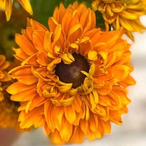 30+ Rudbeckia &#39;Goldilocks Seeds&#39;/ Rudbeckia Hirta / English Garden / Cottage Garden / (GJ57) F