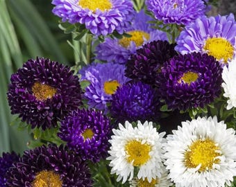 50+ The Blue Mix China Aster Blumensamen / Blumenstrauß / Schnittblume / (W50) F
