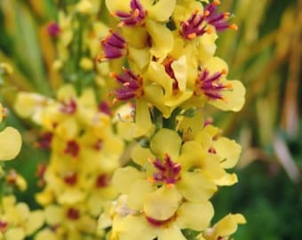 Verbascum Densiflorum Flower Seeds, Large-flowered Yellow Mullein, Scrophulariaceae, Cottage Garden, 100 Seeds
