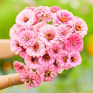 25 Luminosa Light Pink Zinnia Flower Seeds / Zinnia elegans / Cottage Garden/ (GE3) F