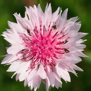50/100/Roze korenbloemzaden met vrijhangende knopen / Grote variëteit / Cottage Garden Flower/ (GE9) F