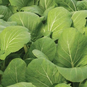 50+ semillas de komatsuna verde / semillas de espinaca y mostaza / semillas de verduras / (W33) F