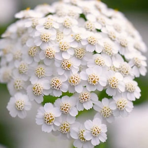 100 White Yarrow Flower Seeds / Achillea millefolium Seeds /  Flower Seeds / (G40) F