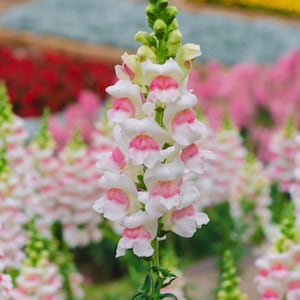 Op de afbeelding: Close-up van een leeuwenbekbloem met witte bloemblaadjes en roze markeringen. De bloem staat centraal, met een vage achtergrond van andere leeuwenbekken en kleurrijke bloembedden. De tekst "GARDEN GAL SEEDS" is zichtbaar onderaan.