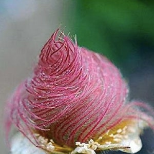 10 Rare Prairie Smoke Flower Seeds / Geum triflorum/ (GE10) F