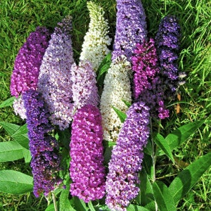 25+ Summer Lilac Mix Seeds / Butterfly Bush Mix Seeds /  Fragrant Flowers / Perennial Flower / NON GMO/ (GN3) F