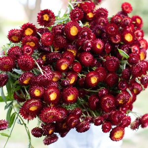 50+ Scarlet Red Strawflower Seed / Flower Seeds / King Size Red Strawflower / Excellent for Dried Flower / (147) F