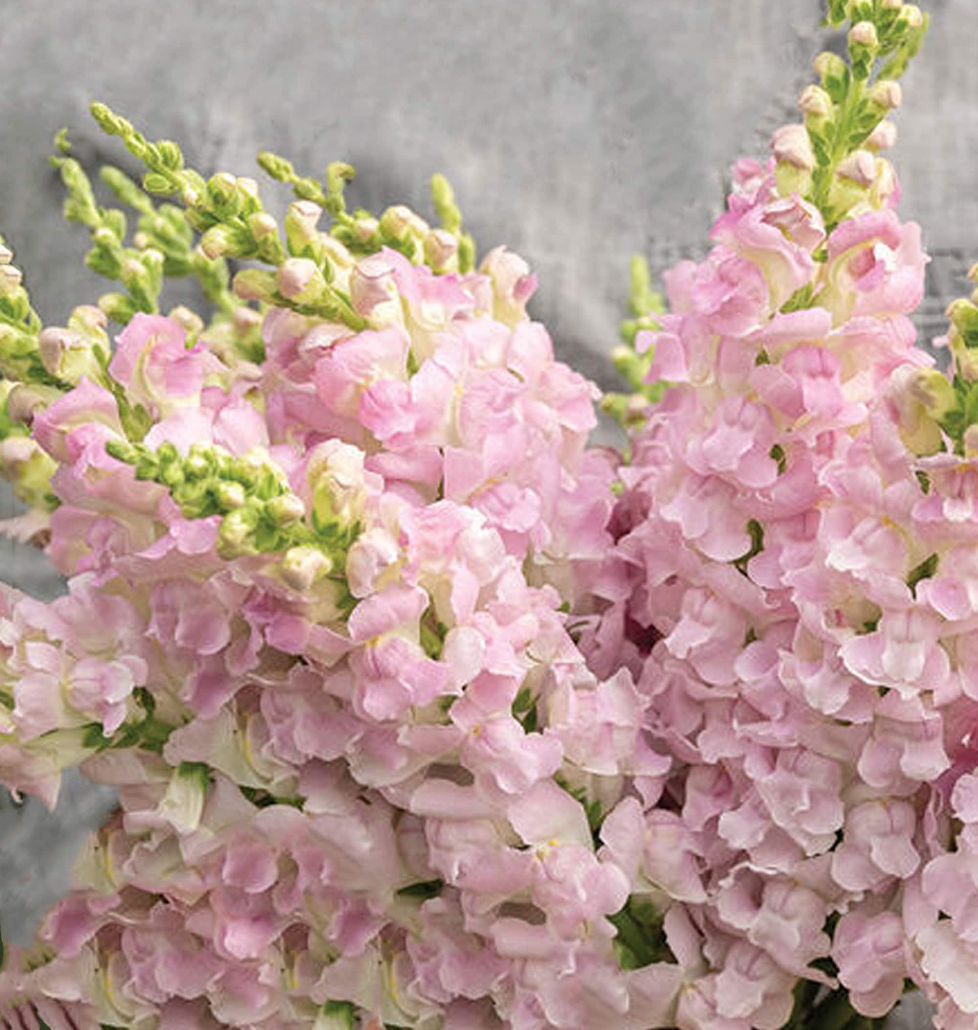 Pink Snapdragon Bouquet