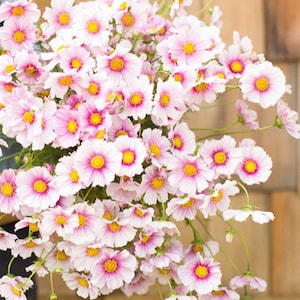 25 Daydream Cosmos Seed / Cosmos bipinnatus | Cut Flower / Cottage Garden Flower / (GE7) F