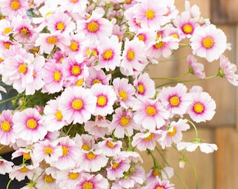 Daydream Cosmos Blumensamen, zartrosa Cottage Garden Blume, 25 Samen
