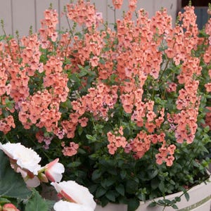 50+ Diascia 'Pink Queen' Twinspur Seeds  / Cottage Garden  (GJ34) F