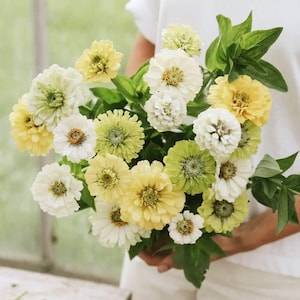 25 Creamy Lemon and Lime Mix Zinnia Seeds / Zinnia elegans / Cottage Garden / Cut Flower (DEM20)
