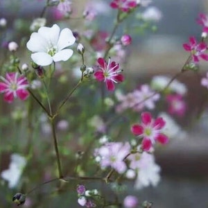 100+ Baby's Breath Mix Flower Seeds / Garden Flower Seeds / For Bouquet / For Dried Cut Flower /(G81) F