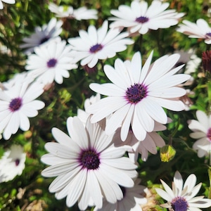 African Daisy ' Polar Star ' Seeds, Cottage Garden, 15 Seeds