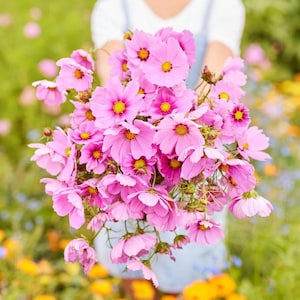25+ Gloria Cosmos Seed / Cosmos bipinnatus | Cut Flower / Cottage Garden Flower / (GE16) F