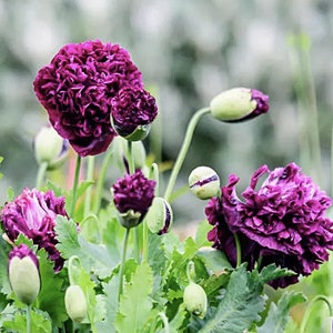 50+ Double Peony VIOLET BLUSH Poppy Seeds  / Papaver Somniferum / Cottage Garden Flower / (G20) F