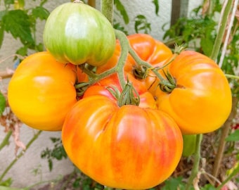 25+ Pineapple Heirloom Tomato Seeds / Indeterminate / Unique tomato / Garden Vegetable / (GE22) F