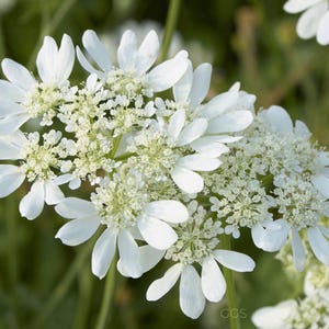 20+ White Finch Orlaya Seeds | Orlaya grandiflora | Cottage Garden | Bouquet Filler |