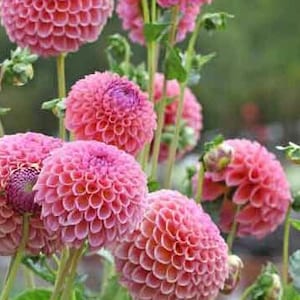 ダリア ポンポン ダブルミックスシード 15粒 / ダリア ピナタ ヴァリアビリス / コテージガーデンフラワー / 切り花 (G149)