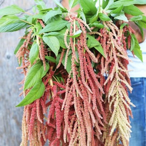 Könnte beinhalten: Ein Strauß roter und rosa Amaranth-Blüten mit grünen Blättern. Die Blüten sind lang und dünn und hängen herunter.