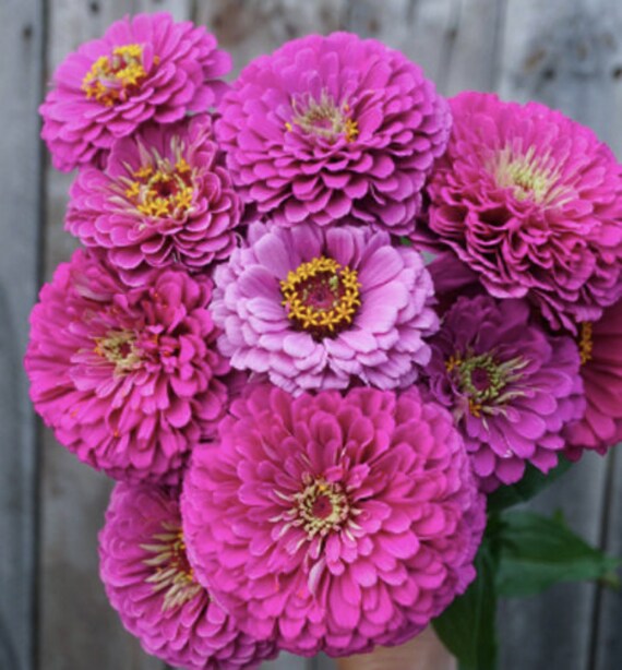 Aster zinnia ring hot sale