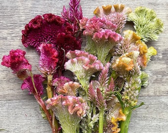 以下が含まれることがあります： ピンク、赤、黄色の乾燥したケイトウの花束。花は独特の羽根のような質感で、房状にまとめられています。
