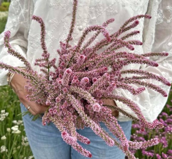 100種類以上のユニークなリモニウム・スウォロウィの花の種 /ピンク