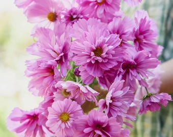 Fizzy Pink Cosmos Seeds - geplooid bloemblaadje, cottage Garden, 30 zaden