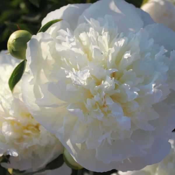 Graines de fleurs de pavot pivoine blanc crème / Énormes fleurs à double pétale / Papaver Paeoniflorum / (# G47) / + de 50 graines