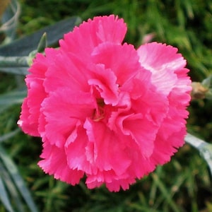 Más de 50 semillas de clavel rosa granadino / Clavel rosa / Jardín rural / Flor fragante (GJ54) F