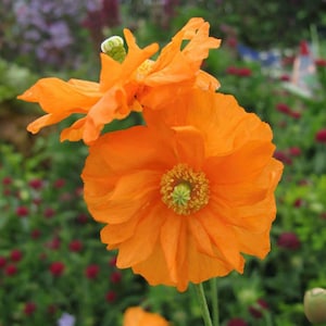 May include: Two orange poppy flowers with ruffled petals and a green centre. The flowers are in focus and the background is blurred.