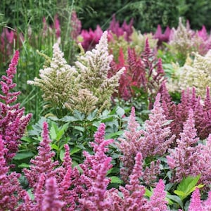 50+  Astilbe - Bunter Zauber Mix Seeds / Arendsii-Hybr / False Buck&#39;s Beard /(GJ52) F