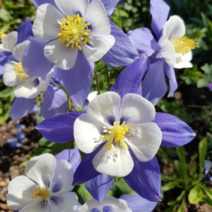 50+ Heirloom Blue Rocky Mountain Columbine Seed / Aquilegia caerulea / Colorado Blue Columbine / Perennial Flower/ (GE2) F