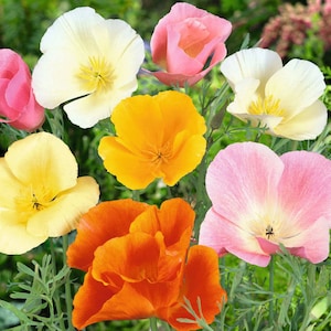 100+ California Poppy Mix Flower Seeds / Poppy Flower Seeds (G74) F