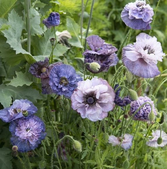 Graumohn, Graumohn, Bauerngartenpflanze, 50 oder 100 Samen - Etsy Schweiz