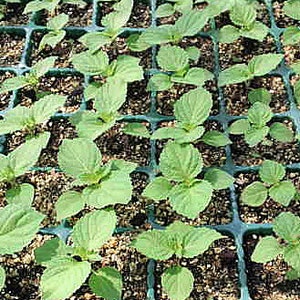 Puede incluir: Una vista cercana de una bandeja de plantas de perilla verde que crecen en un invernadero. Las plantas est&aacute;n dispuestas en una cuadr&iacute;cula y est&aacute;n en diferentes etapas de crecimiento.