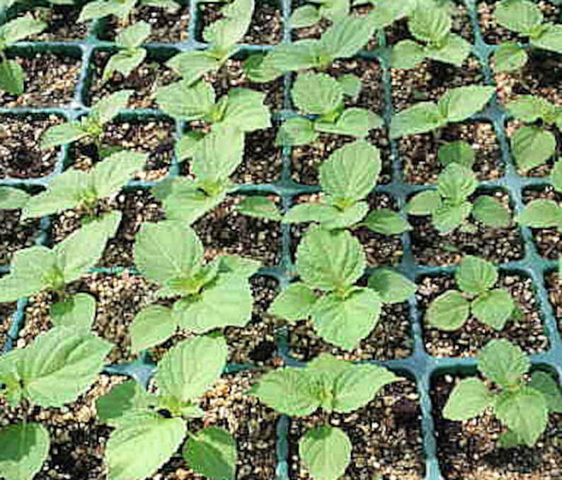 Puede incluir: Una vista cercana de una bandeja de plantas de perilla verde que crecen en un invernadero. Las plantas est&aacute;n dispuestas en una cuadr&iacute;cula y est&aacute;n en diferentes etapas de crecimiento.