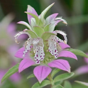 50+ Monarda Punctata Spotted Beebalm Seeds / (GJ48) F