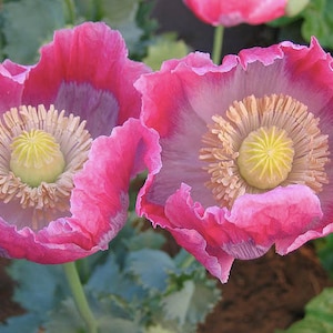 50+/ 100+  Giganthemum Poppy Seeds / Papaver somniferum / Large Flower Poppy / (W25) F