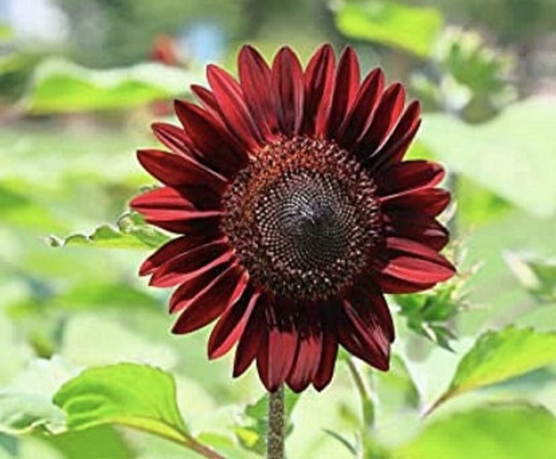 10 Seeds / Procut Red Sunflower Seeds / Single Stem Etsy Canada
