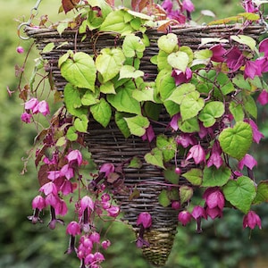 5 Rare Purple Bell Vine Seeds / Rhodochiton Purple Bell Vine / Climber / (GT1) F