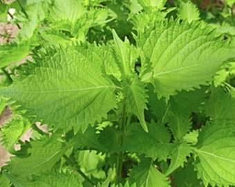 50 grüne Shiso-Samen, japanisches Perilla-Kraut, gentechnikfrei