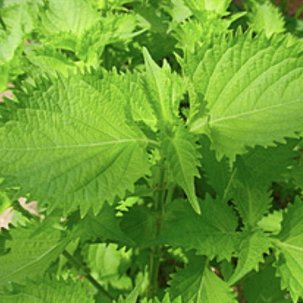 Más de 40 semillas orgánicas de shiso verde / semillas de hierbas comestibles / hoja de perilla japonesa / también conocida como albahaca japonesa /c sin OGM / (#W35)