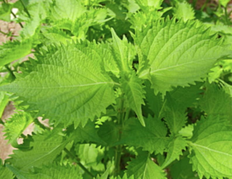Puede incluir: Primer plano de una planta verde de hojas dentadas. Las hojas est&aacute;n dispuestas en un racimo, mostrando la textura y el detalle de la planta.
