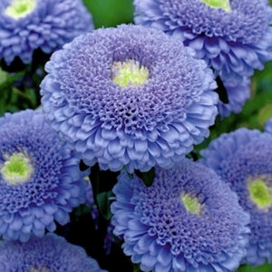 25 Double-flowered Blue Aster Princess Christina Seeds / Callistephus chinensis / (GN9) F