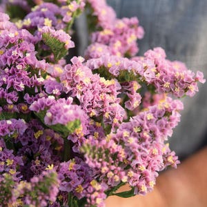 May include: A bouquet of purple statice flowers with yellow centers. The flowers are arranged in a cluster and have a delicate, feathery texture.