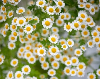 50+ Feverfew Seeds /  Tanacetum parthenium /  Chrysanthemum / Cottage Garden / English Garden (GJ49)